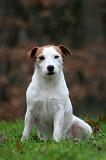 PARSON RUSSEL TERRIER 271